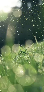 Serene green grass with sunlight rays.