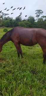 A horse grazing peacefully in a lush green field with birds flying overhead.