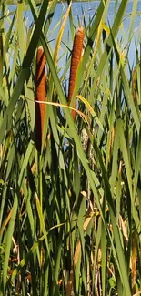 Green reeds by a calm lake under blue sky showcasing nature's tranquility.