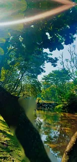 Serene nature landscape with trees and a reflective stream.