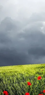 Lush green field with red poppies under a cloudy sky wallpaper.