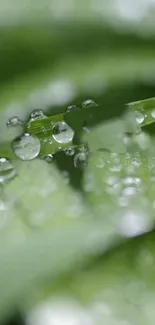 Green leaves with dew drops, creating a refreshing and tranquil mobile wallpaper.