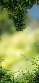 Green leaves forming a natural arch with a blurred background.