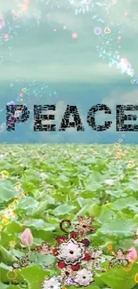 Tranquil wallpaper of lotus field under blue sky and clouds with 'Peace' text.