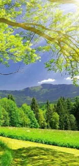 Vibrant green nature landscape with sunlit trees.