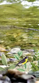 Nature wallpaper with stream, bird, and plants.