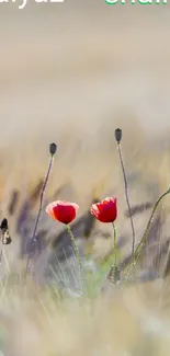 Serene wallpaper featuring poppy flowers in a dreamy nature landscape.