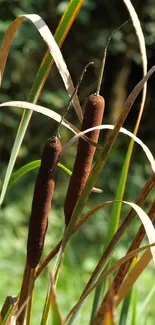 Brown reeds surrounded by green leaves in a nature setting.