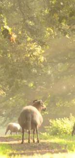 Sheep grazing on a serene forest path with lush greenery.