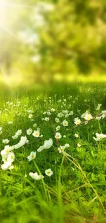 Serene meadow with sunlit green grass and white flowers.