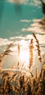 Golden reeds at sunset with sky blue background.