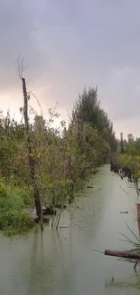 Tranquil swamp scene with green water and lush vegetation under a cloudy sky.