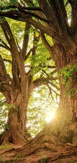 Serene tree landscape with sunlight filtering through lush green foliage.