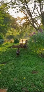 Ducks strolling through green park at sunrise, serene morning scene.