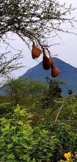 Nature wallpaper with birds' nests and mountain background.