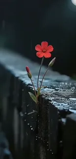 Red flower blooming at night on wet ground.