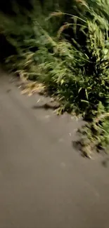 Greenery lining a dark pathway at night.