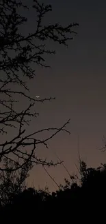 Peaceful night sky with crescent moon and silhouette of tree branches.