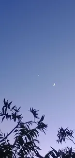 Crescent moon and silhouette leaves against a twilight sky.