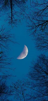 Crescent moon framed by bare trees against a deep blue night sky.