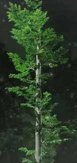 Lush green tree silhouette against a starry night sky.