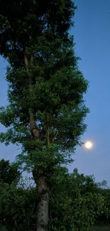 Tall tree under a moonlit blue night sky with soft glow.