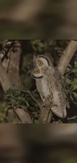 Nocturnal owl perched on a tree branch with dark forest background.