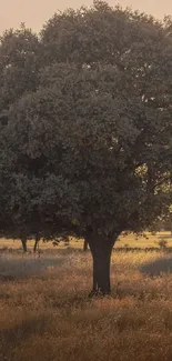 Tranquil landscape with a large tree and sunlit field.