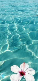 Serene aqua blue ocean with white hibiscus flower.