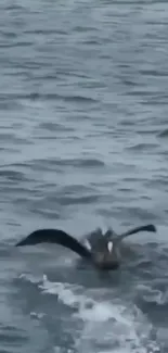 Bird gracefully landing on ocean waves with blue waters.