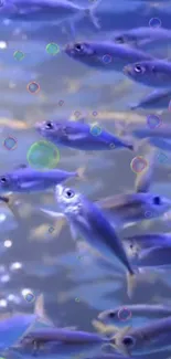 Serene wallpaper of blue fish swimming with bubbles.