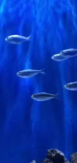 Blue ocean wallpaper with swimming fish.