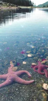 Pink starfish in a clear ocean on a tranquil shoreline.