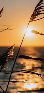 Silhouettes of reeds against a golden sunset over the ocean.