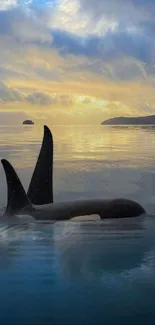 Whale fin emerging in serene ocean sunset with calm waters.