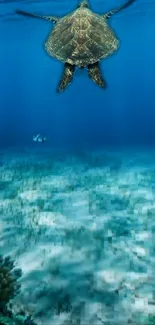 Sea turtle swimming in clear blue ocean.