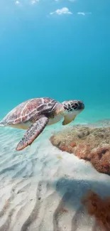 Mobile wallpaper of a sea turtle swimming in clear blue ocean water.