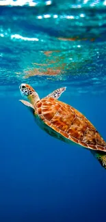 A sea turtle swimming gracefully in the clear blue ocean.