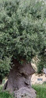 Majestic olive tree with lush green leaves.