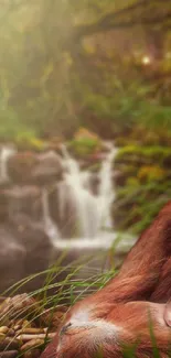 Orangutan resting near a serene jungle stream.