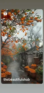 Misty orchard pathway with vibrant orange fruits in baskets and trees.