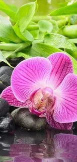 Pink orchid among stones with green leaves.