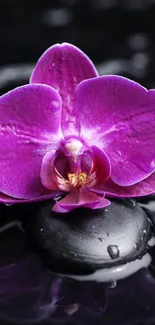 Purple orchids resting on wet stones.