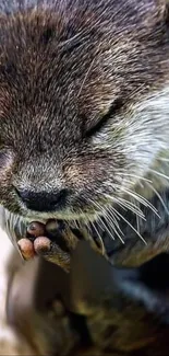 Close-up image of a serene otter with eyes closed, featuring detailed fur texture.