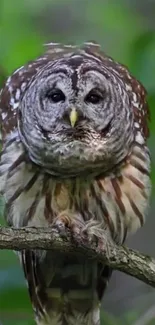 Owl perched on branch with green foliage background.