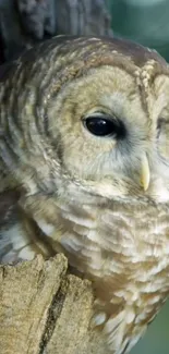 Close-up of an owl perched on wood, showcasing its detailed feathers.