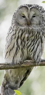 Elegant owl perched on branch in natural setting.