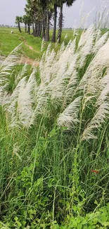 Lush green field with palm trees and white grass swaying.