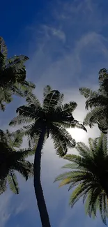 Silhouetted palm trees under a bright sky