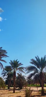 Oasis with palm trees under a clear blue sky.